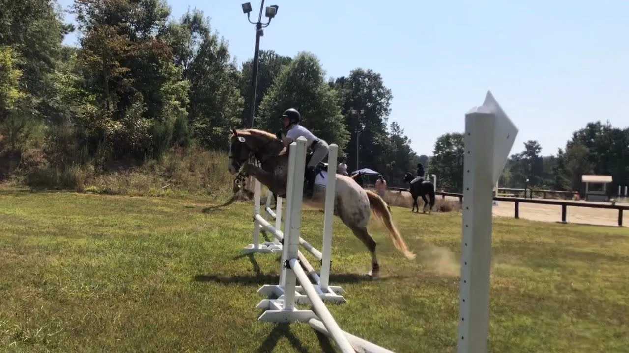 https://marigoldstables.com/wp-content/uploads/2025/10/cochise-3.jpg