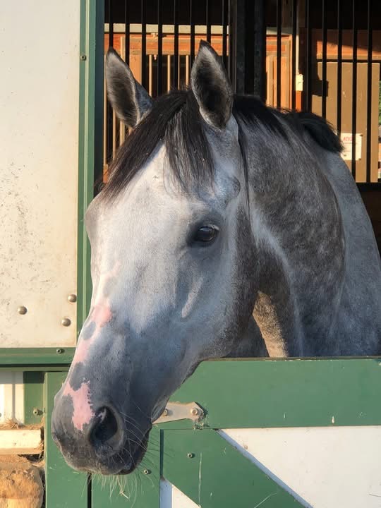 https://marigoldstables.com/wp-content/uploads/2025/11/image3.jpg