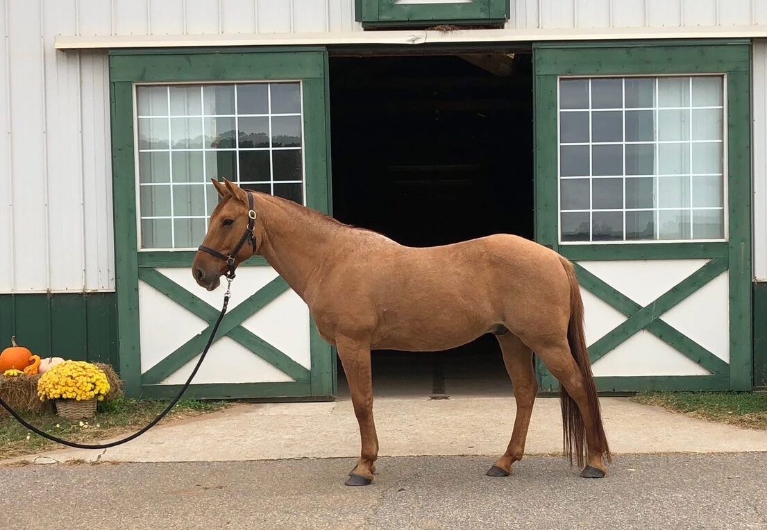 https://marigoldstables.com/wp-content/uploads/2025/11/image4-e1763147287828.jpg