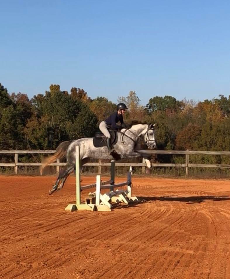 https://marigoldstables.com/wp-content/uploads/2025/11/image6.jpg